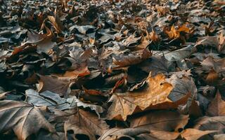 Maple leaves in late autumn - closeup shot photo