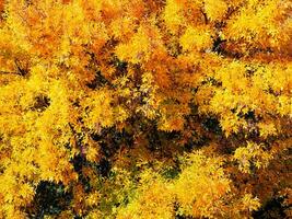 brillante amarillo follaje de un árbol en temprano otoño foto