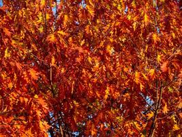 Warm orange color oak leaves in autumn photo