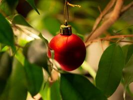 Red christmas bauble on a small house plant photo