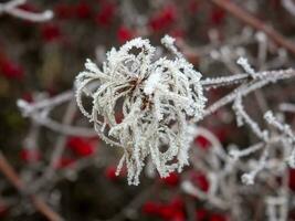 Small gentle flower on a morning frost photo