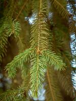 pino árbol rama - de cerca en un Fresco verde agujas de un pino rama foto