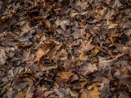 Ground full of fallen brown leaves in late autumn photo