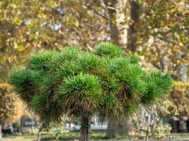 Very small pine tree with round canopy photo