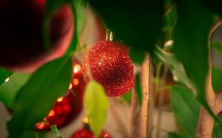 Glittering red Christmas bauble - shot through the leaves photo