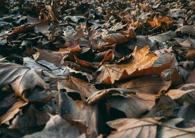 Ground full of fallen brown leaves in autumn - closuep shot photo