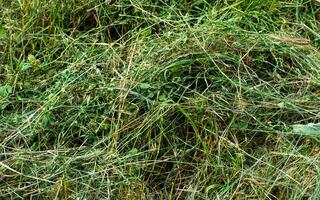 Green cut grass - ground texture photo