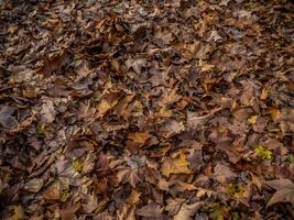 Ground full of fallen brown leaves in autumn photo
