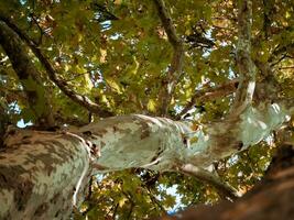 Beautiful leaves canopy of a big sycamore tree on a sunny autumn day photo