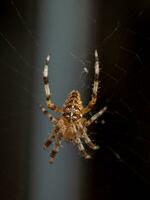 Cross Spider in the center of the spider web photo