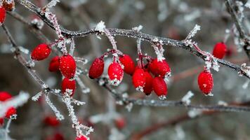 pequeño hermosa rojo bayas en un frío invierno Mañana foto