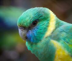 Beautiful green blue cheeked parrot with yellow details on feathers photo