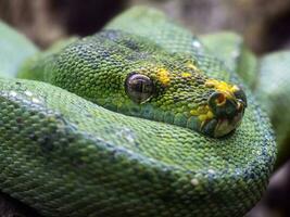 hermosa brillante verde árbol pitón serpiente con gris ojos enroscado arriba foto