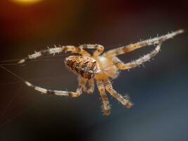 Cross spider walking on a thin strand of a spider web - macro shot photo