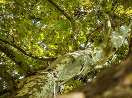 hermosa follaje pabellón de un grande sicomoro árbol en un soleado otoño día foto