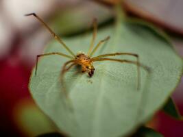 Long legs yellow spider standing on a leaf - marco shot photo