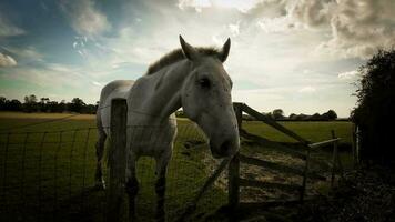 équestre beauté majestueux cheval dans une vert pâturage video