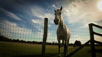 equestre beleza majestoso cavalo dentro uma verde pasto video