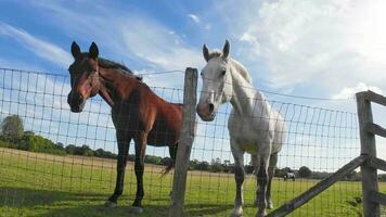 equestre bellezza maestoso cavallo nel un' verde pascolo video