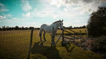 equestre beleza majestoso cavalo dentro uma verde pasto video