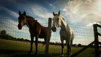 equestre bellezza maestoso cavallo nel un' verde pascolo video