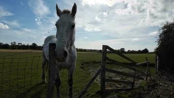 équestre beauté majestueux cheval dans une vert pâturage video