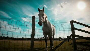 ruiter schoonheid majestueus paard in een groen weiland video