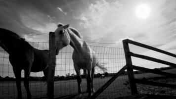 ruiter schoonheid majestueus paard in een groen weiland video