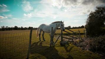 Pferdesport Schönheit majestätisch Pferd im ein Grün Weide video