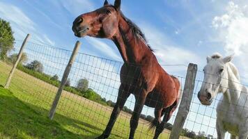 Equestrian Beauty Majestic Horse in a Green Pasture video