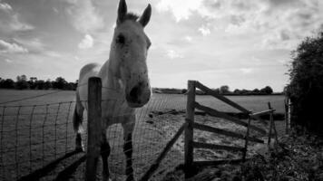 Pferdesport Schönheit majestätisch Pferd im ein Grün Weide video