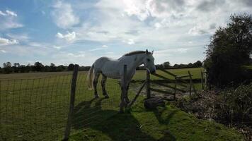 Equestrian Beauty Majestic Horse in a Green Pasture video