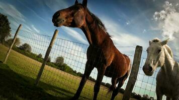 Equestrian Beauty Majestic Horse in a Green Pasture video