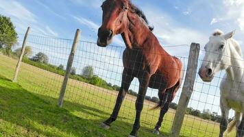 equestre beleza majestoso cavalo dentro uma verde pasto video