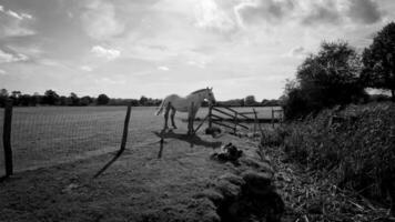 équestre beauté majestueux cheval dans une vert pâturage video