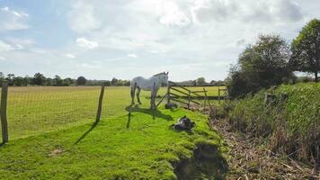 ruiter schoonheid majestueus paard in een groen weiland video