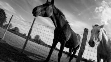 équestre beauté majestueux cheval dans une vert pâturage video