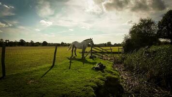 ruiter schoonheid majestueus paard in een groen weiland video