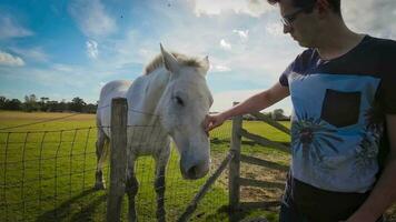 paard minnaar paradijs rijder en hengst in een zonnig veld- video