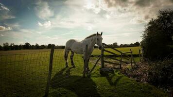 equestre beleza majestoso cavalo dentro uma verde pasto video