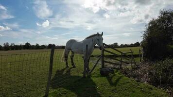 equestre beleza majestoso cavalo dentro uma verde pasto video