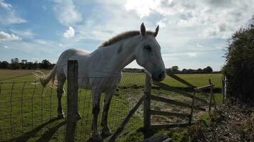 equestre beleza majestoso cavalo dentro uma verde pasto video