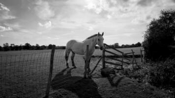 equestre beleza majestoso cavalo dentro uma verde pasto video