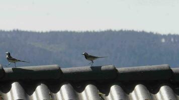 Two White Wagtail Running on Tile House Roof, Tracking Shot video