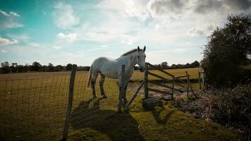 equestre bellezza maestoso cavallo nel un' verde pascolo video