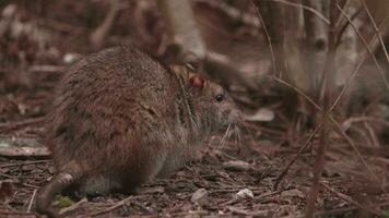 groot Rat schuilplaats in een struik, ongewenst gast in tuin, dichtbij omhoog video