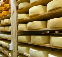 Round cheese heads in the cheese factory lie on the shelves of the racks in the storage for maturation. Production of natural cheese, food warehouse photo