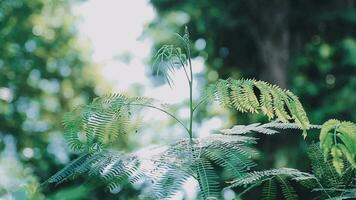 Rich green leaves of a tree waving in wind. Beautiful roundish bokeh. Sun shining through. Abstract slow motion shot video