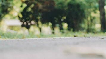 A young woman runner runs at sunset in a park in the park. video