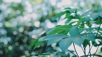 Reich Grün Blätter von ein Baum winken im Wind. schön rundlich Bokeh. Sonne leuchtenden durch. abstrakt schleppend Bewegung Schuss video